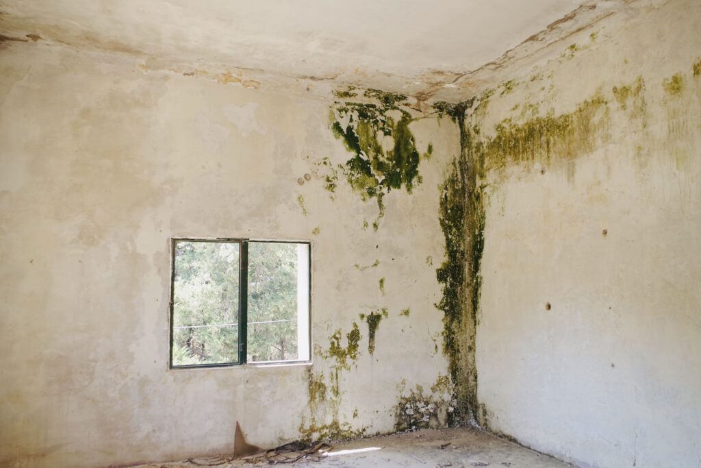 Odstranjevanje plesni